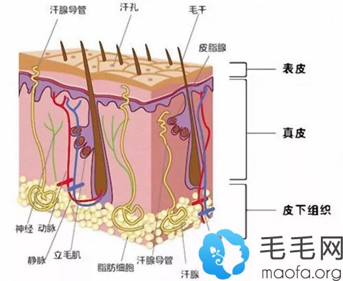 毛囊生长结构图片